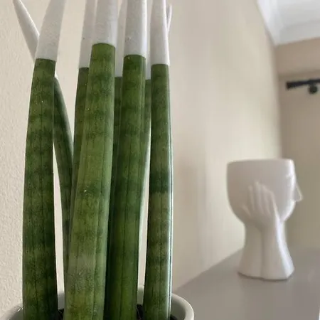 Cozy Flat Appartments In Apartment